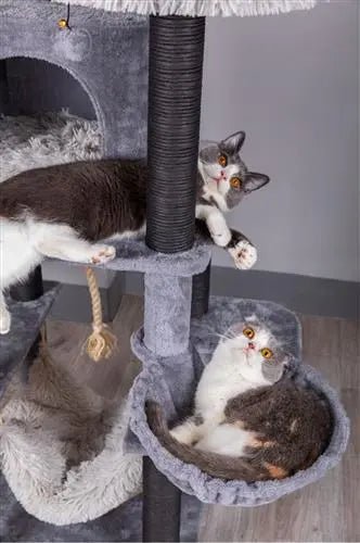 Cat Tower Beds
